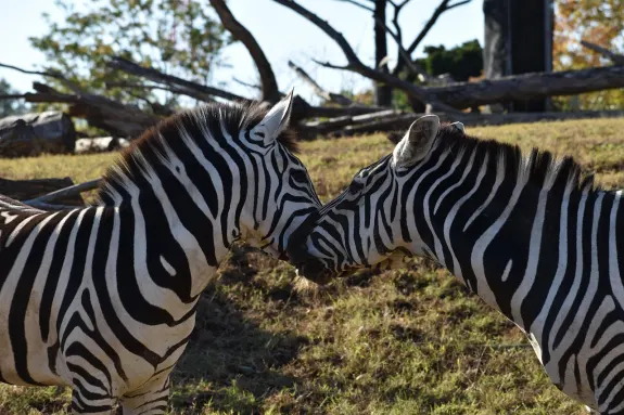 SlotsVentura Kasino Sokongan